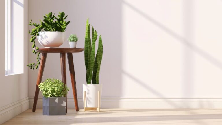 indoor plants by window
