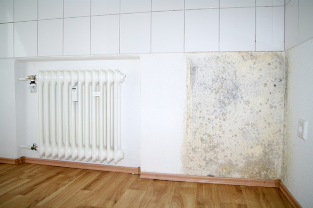 Does Your Florida Home Have Mold?: 4 Ways to Check and Prevent It
