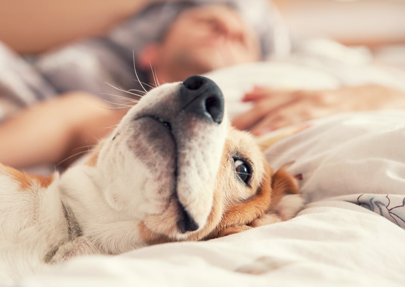 3 Ways to Keep Pets Comfortable In Summer