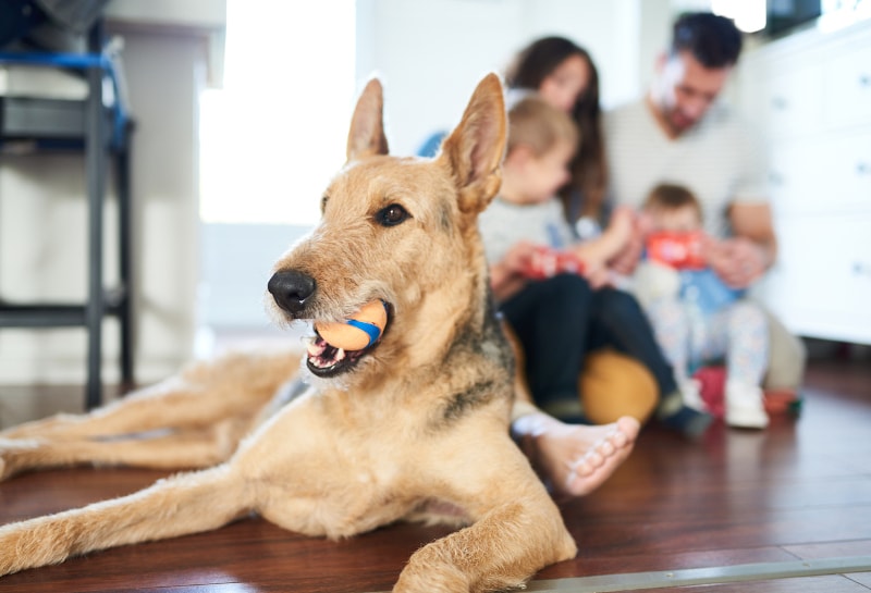 4 Impacts of Pets on Indoor Air Quality in Crystal River, FL